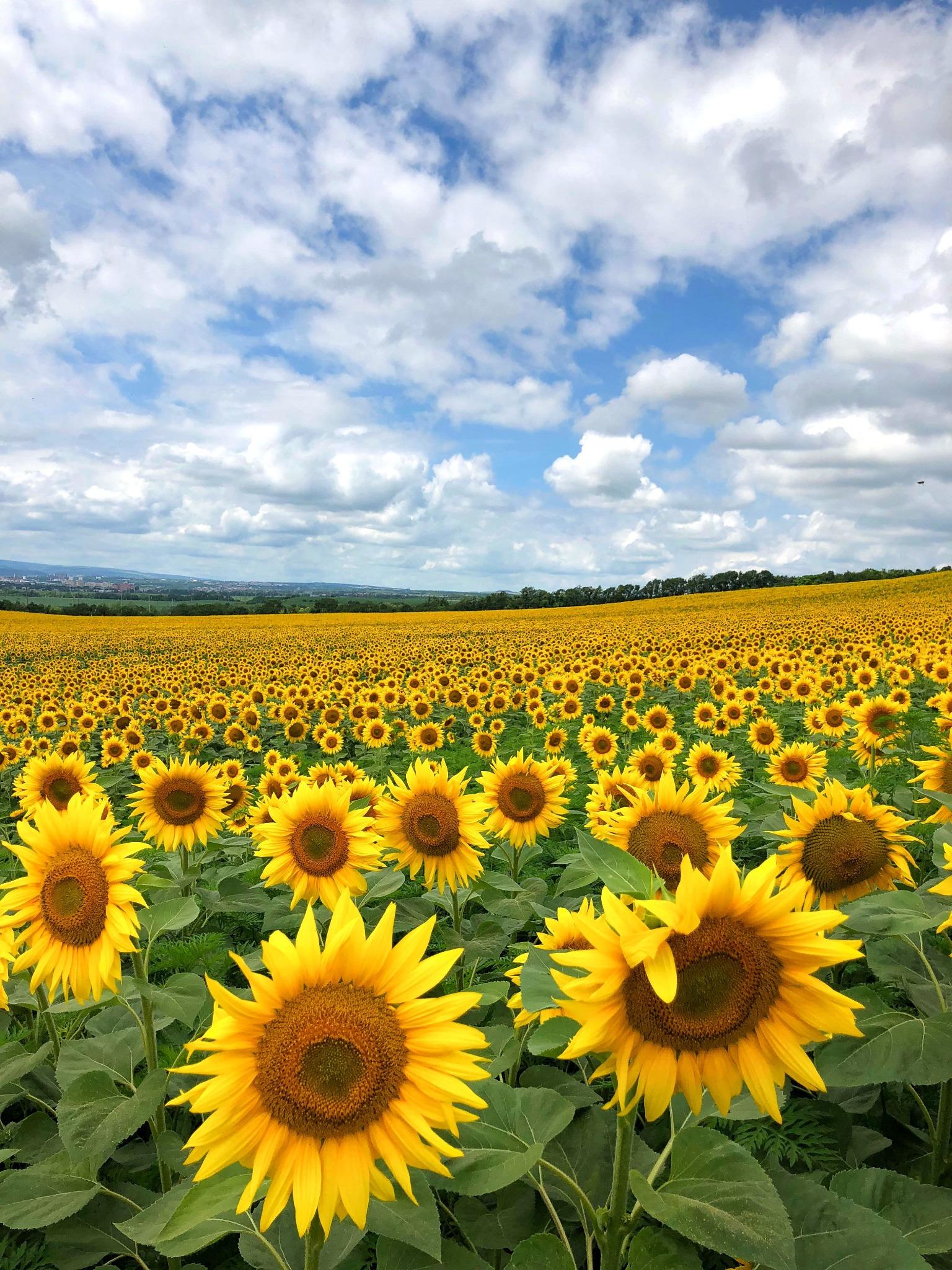 Commercial sunflower field